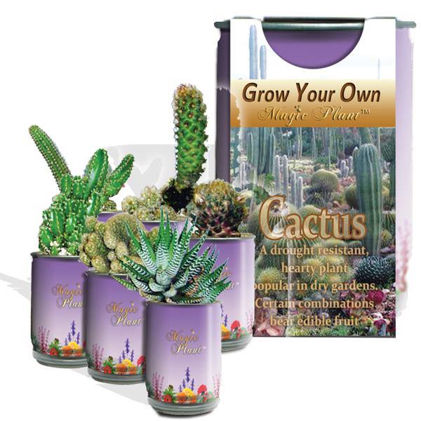Mixed Cactus Grow Can