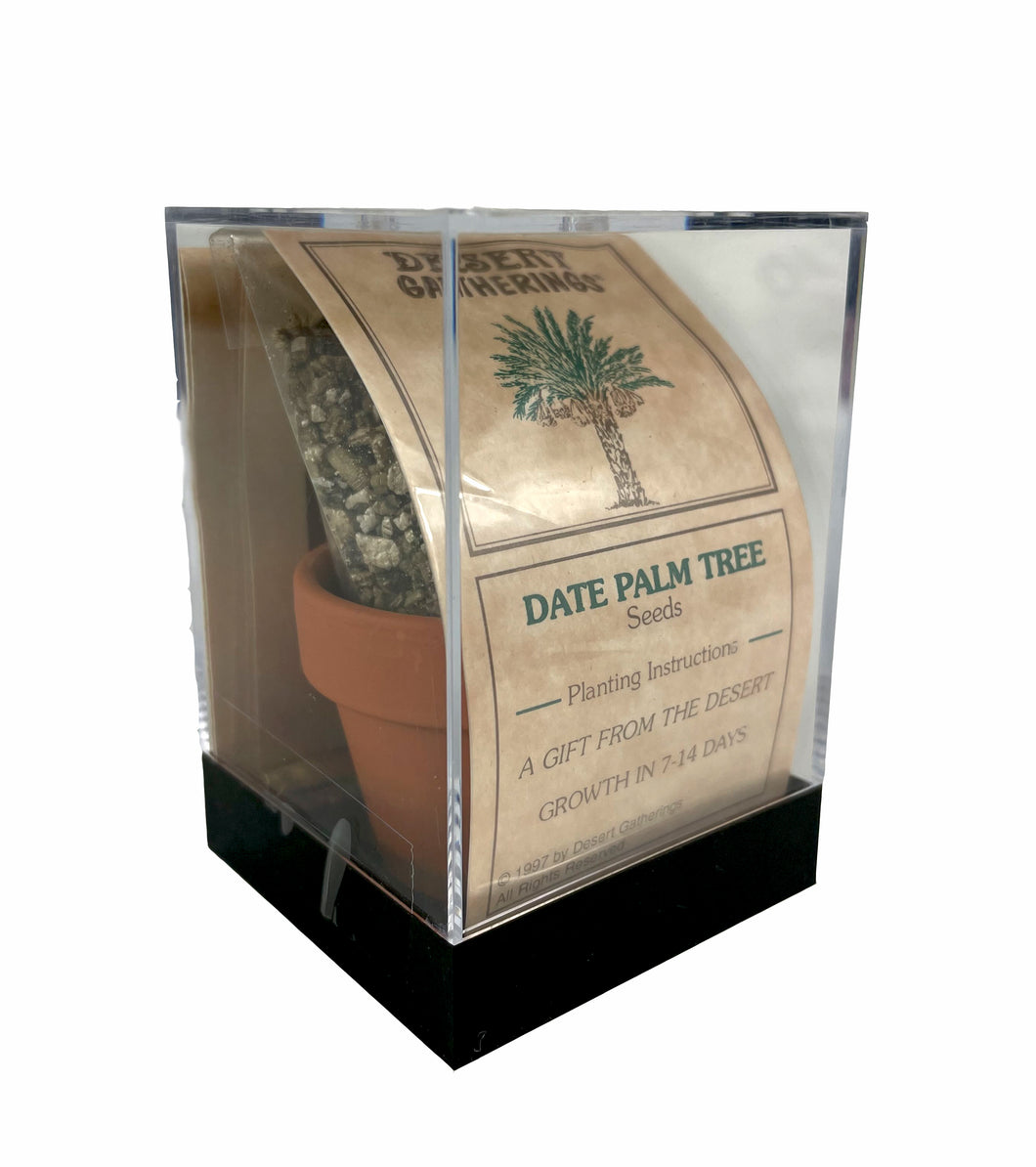 Grow Your Own Date Palm