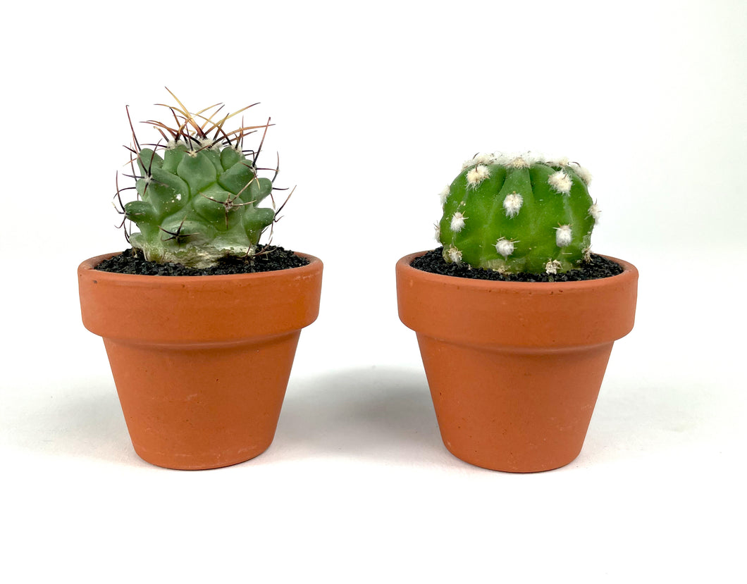 Mini Terracotta Magnet Pot with Live Cactus