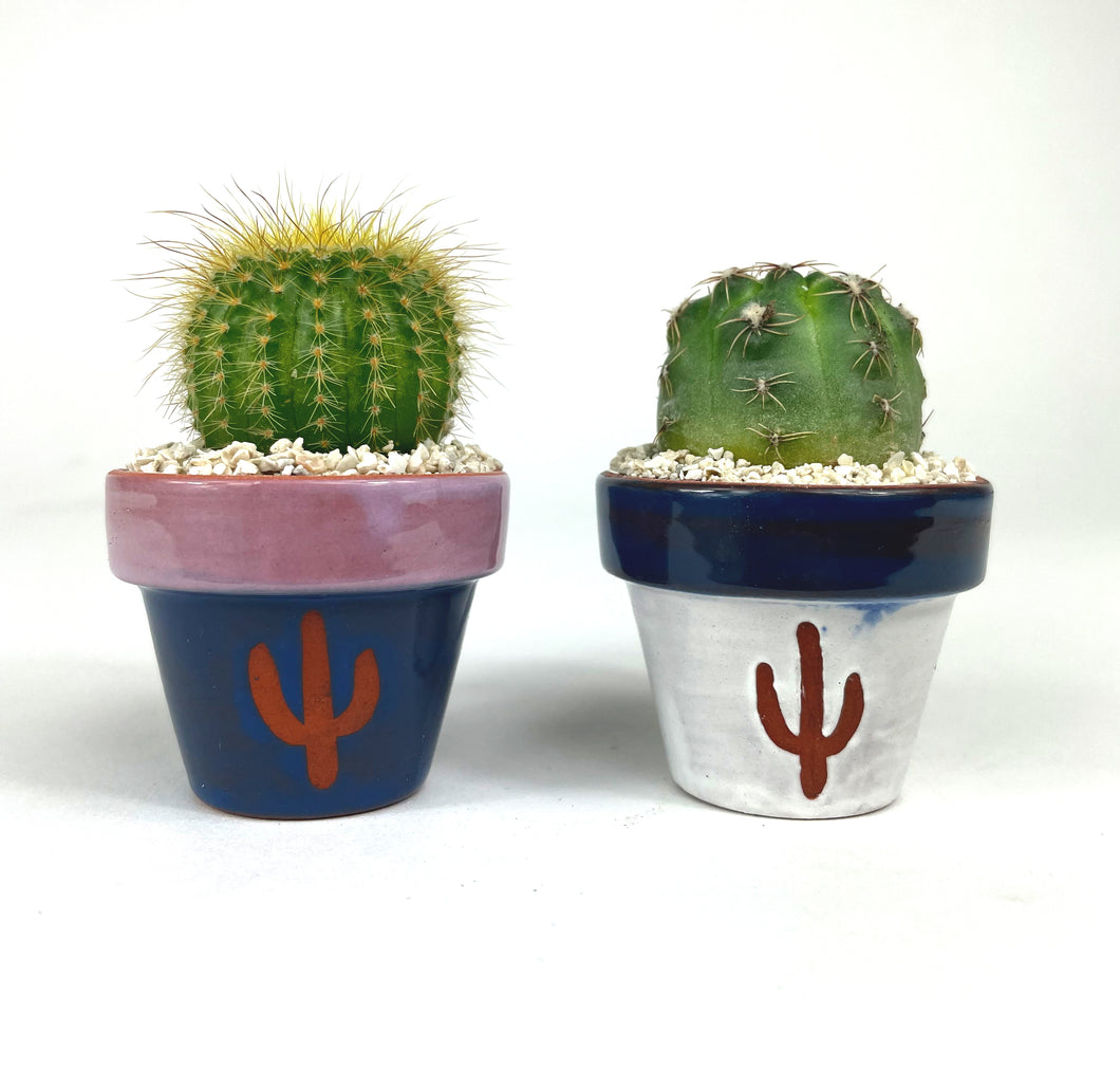 Glazed Mini Magnet Pot with Live Cactus